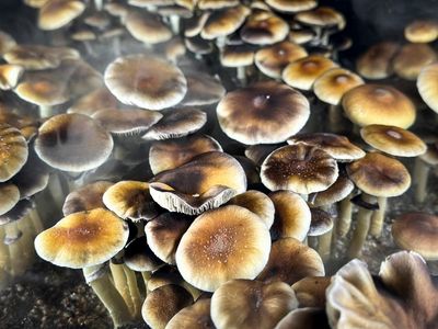 Conservative and Christian? US right champions psychedelic drugs