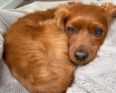 Our dog’s affections remain a sweet mystery even as Odie turns five today