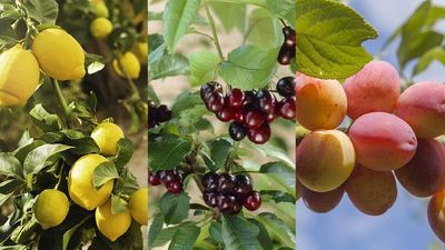 How to Pick a Fruit Tree Based on Your Birth Month — The 12 Trees and Which to Get (or Gift) Depending on When You Were Born