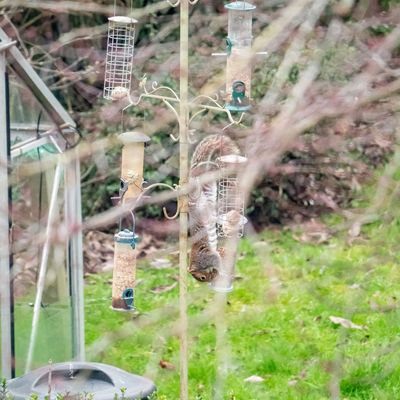 The 5-7-9 rule could squirrel-proof your bird feeder – here's what the numbers mean, according to wildlife experts