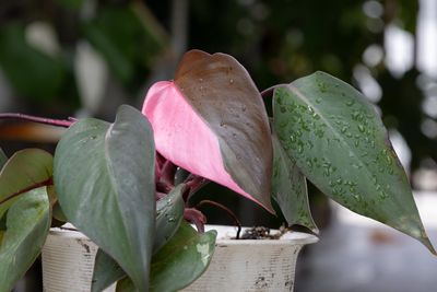 7 Rare Plants Collectors Say Will Soar in Popularity This Year