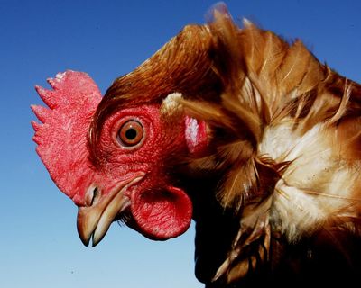 Labour’s animal welfare strategy does not go far enough