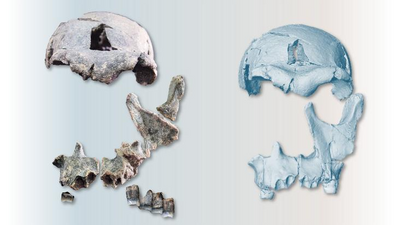 1.5 million-year-old Homo erectus face was just reconstructed — and its mix of old and new traits is complicating the picture of human evolution