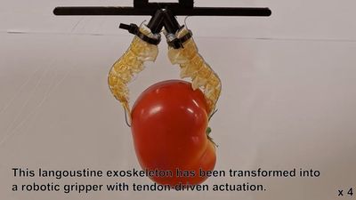 Robots fashioned from dead lobster exoskeletons have awesome strength, light weight, and flexibility — necrobotics advance mixes sustainable food waste with synthetic components