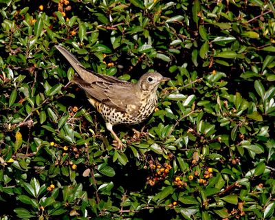 ‘It brings you closer to the natural world’: the rise of the Merlin birdsong identifying app