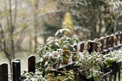 Can Your Garden Recover After a Harsh Winter Freeze?