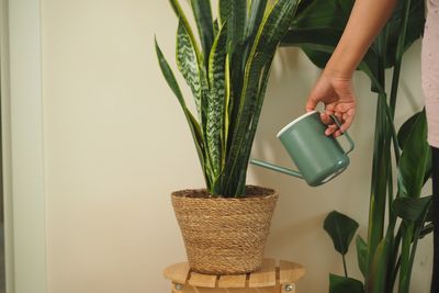 6 Houseplants That Thrive in Neglect and Still Impress Guests