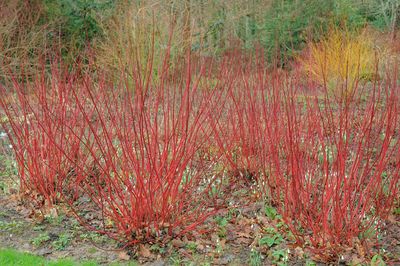 9 Shrubs That Stay Shockingly Colorful Even in the Coldest Months