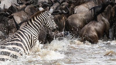 'It’s about stopping harmful tourism': the fight against Maasai Mara luxury hotel