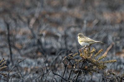 Wildlife hit hard by drought, fires and heat as extremes become ‘new normal’