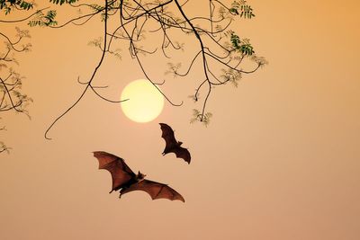 Expert reveals how to attract bats into your garden – and why they are so important