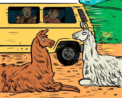 My big night out: I woke up on a llama farm in Germany – hungover and lying beside a naked punk