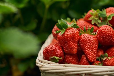 8 Backyard Fruits No One Knows You Can Grow in Small Spaces