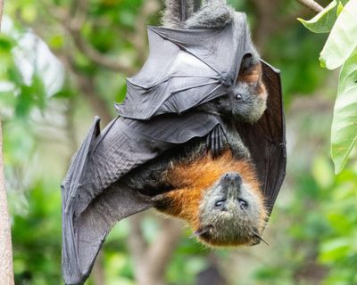 Queensland to continue to allow farmers to shoot flying foxes after revoking ban on controversial practice