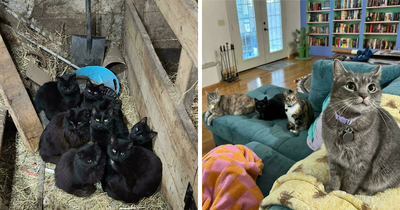 59 Times Cats Formed Suspicious Groups And Definitely Knew Something We Didn’t