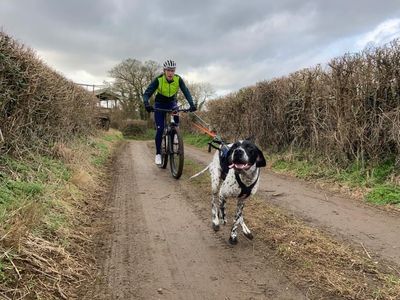 Ways to take your dogs cycling with you