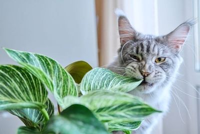 ER Doctors Warn: 6 Common Household Plants Poisonous to Pets