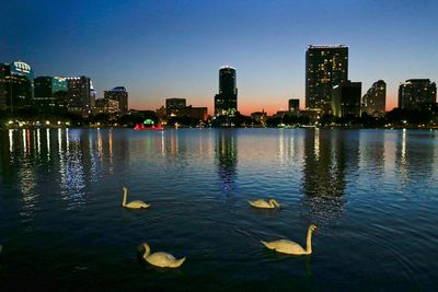 Officials suspect bird flu after 12 swans die at Orlando's Lake Eola