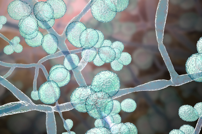 Killer fungus becoming more infectious and spreading worldwide