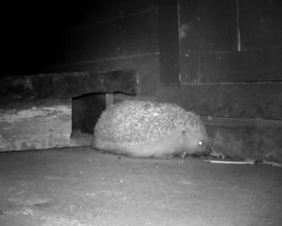 Country diary: Meet Houdini, the three-legged hedgehog who’s moved in for winter