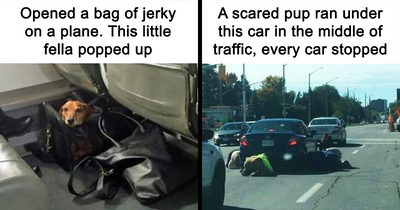 People Are Sharing Their Cute Dog Pics And The Internet Thanks Them For These 78 Snaps