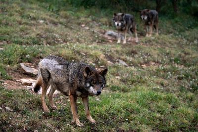 Humans cared for wolves long before dogs emerged, study finds