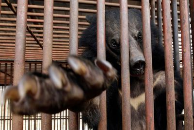 South Korea to end breeding of bears and extraction of their bile