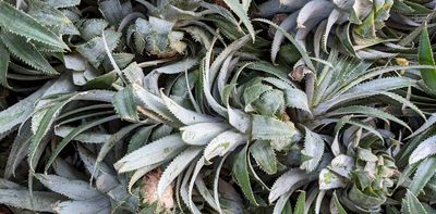 Amazing pineapple leaf powder that fights crime and pollution: new research