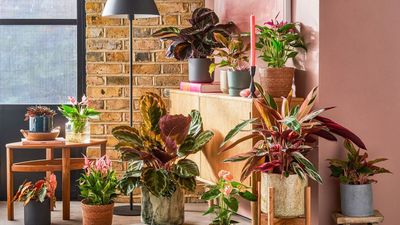 What Were the Most Popular Houseplants in 2025? According to These Experts, This Is What Everyone Was Growing This Year