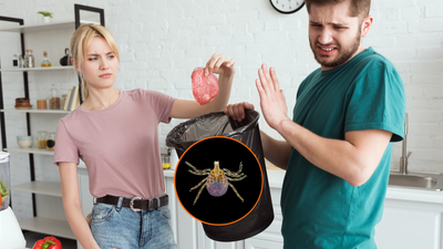 ‘My worst nightmare’: Meat-eaters terrified as tick that can make you permanently allergic to red meat ‘is spreading’