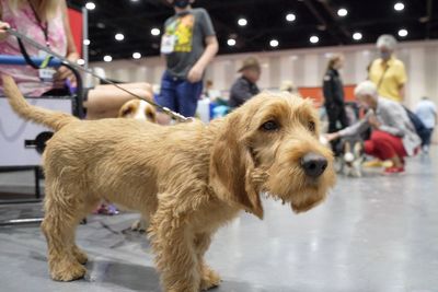 The American Kennel Club expands the pack – three more breeds added to the registry