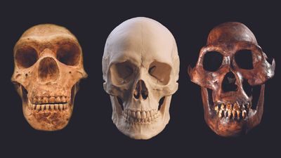 10 things we learned about Neanderthals in 2025