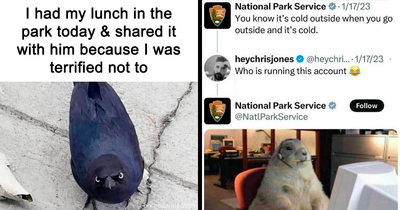 A Look Back At 2025 Through 91 Of The Funniest And Most Heartwarming Animal Memes