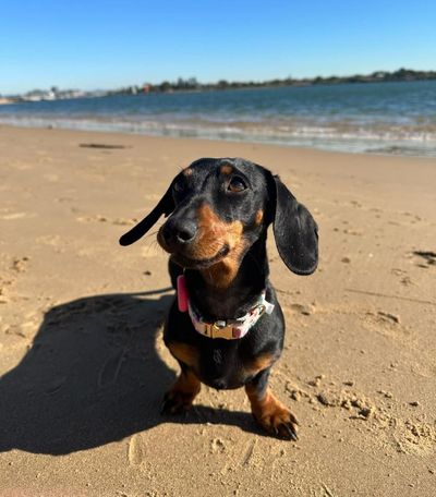 What happened next: Valerie the dachshund taught us how to survive – and thrive
