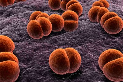 Former Test cricketer in induced coma with meningitis