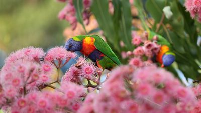 Howard favoured business, industry in nature reforms