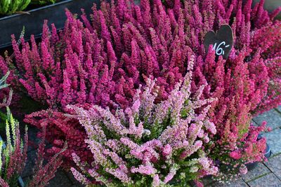 9 Plants That Attract Beneficial Insects Even in Cold Weather