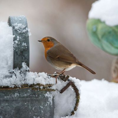 The wildlife-friendly jobs I'm doing before it turns icy – they are low-effort but will really help out your garden visitors this winter