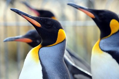 Zoo’s penguin parade axed due to bird flu fears