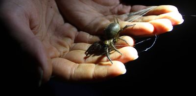 Are you a hellraiser mite or a knobbled weevil? Take the quiz and vote for NZ’s Bug of the Year