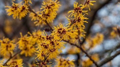 Forget Standard Evergreens: These 8 Lesser-Known Shrubs and Bark-Focused Trees Bring Texture to Winter Gardens