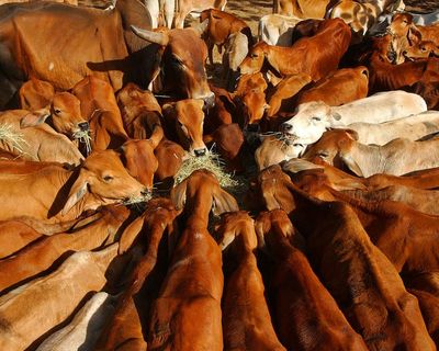 Australian beef industry ‘extremely disappointed’ after China hits imports with 55% tariff