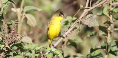 What makes mountain birds sing at dawn – and why are they sometimes quiet? Ecologists explain