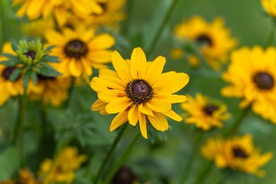 6 Perennials That Thrive When Planted Early on a Budget
