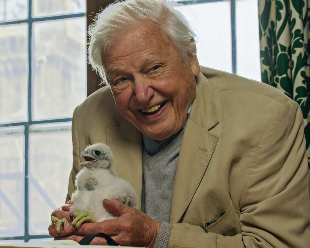 Mesmerizing Wild London Review – Honestly, Telly Does Not Get Any Better Than This Picture Illustration Mesmerizing Wild London Review – Honestly, Telly Does Not Get Any Better Than This Picture Illustration