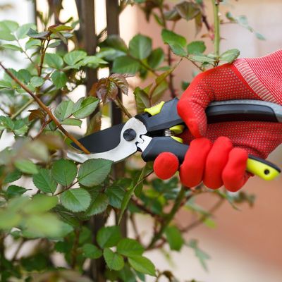 Winter cuttings don't have to be hard! These ones practically grow themselves and they'll save you money come spring