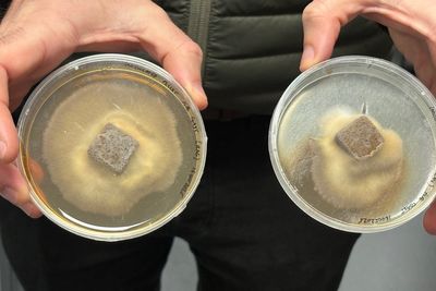 Mushroom pellets use fungi ‘superpowers’ to restore forests around world