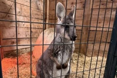 Runaway wallaby returns to animal sanctuary after being found safe outside New Jersey Walmart