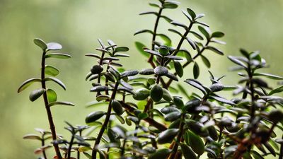 Feng Shui Experts Reveal the 6 Best Places to Put a Jade Plant in Your Home, for Vitality, Longevity and Good Fortune