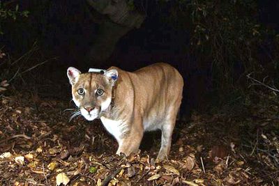 Woman killed by mountain lion in first fatal attack in 27 years, authorities believe